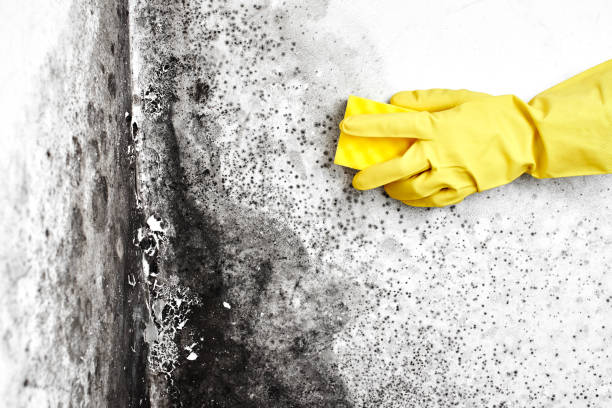 Reliable Lubbock, TX Mold Remediation Solutions