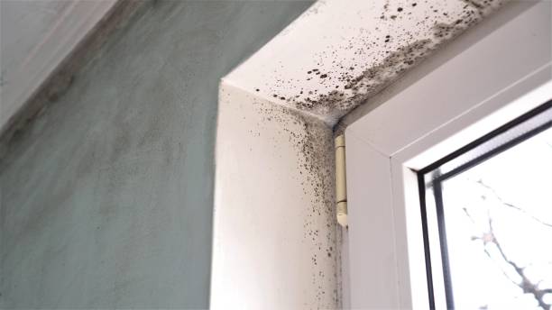 Best Health and Safety Mold Remediation in Lubbock, TX