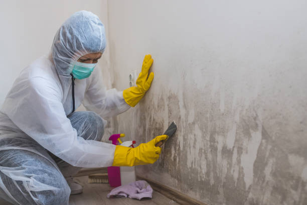 Best Industrial Mold Remediation in Lubbock, TX