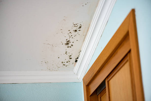 Best Residential Mold Remediation in Lubbock, TX