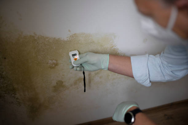 Best Health and Safety Mold Remediation in Lubbock, TX