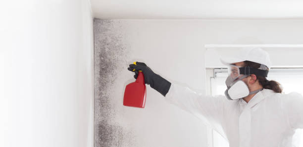 Best Attic Mold Remediation in Lubbock, TX
