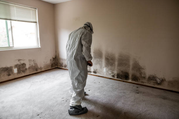 Best Kitchen Mold Remediation in Lubbock, TX