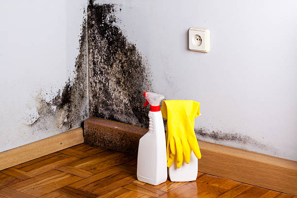 Best Residential Mold Remediation in Lubbock, TX